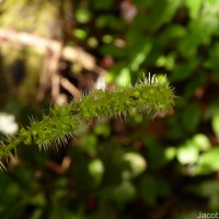 Girardinia diversifolia (Link) Friis